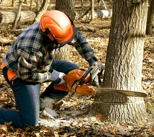 Tree Removal in Hancocks Bridge, NJ